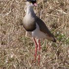 Kronekiebitz in der Masai Mara