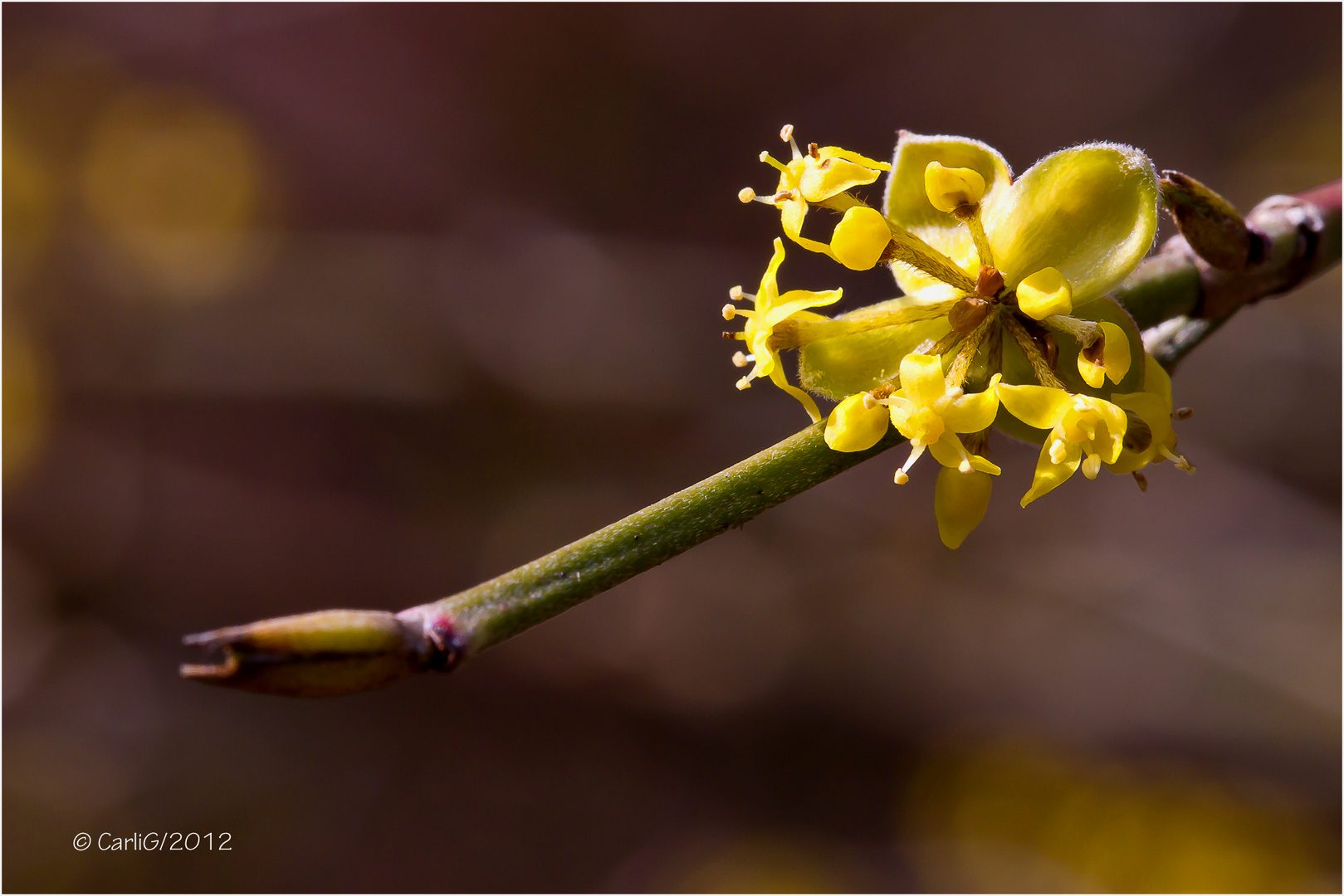 Kronelkirsch Blüte