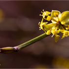 Kronelkirsch Blüte