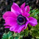 Kronen Anemone