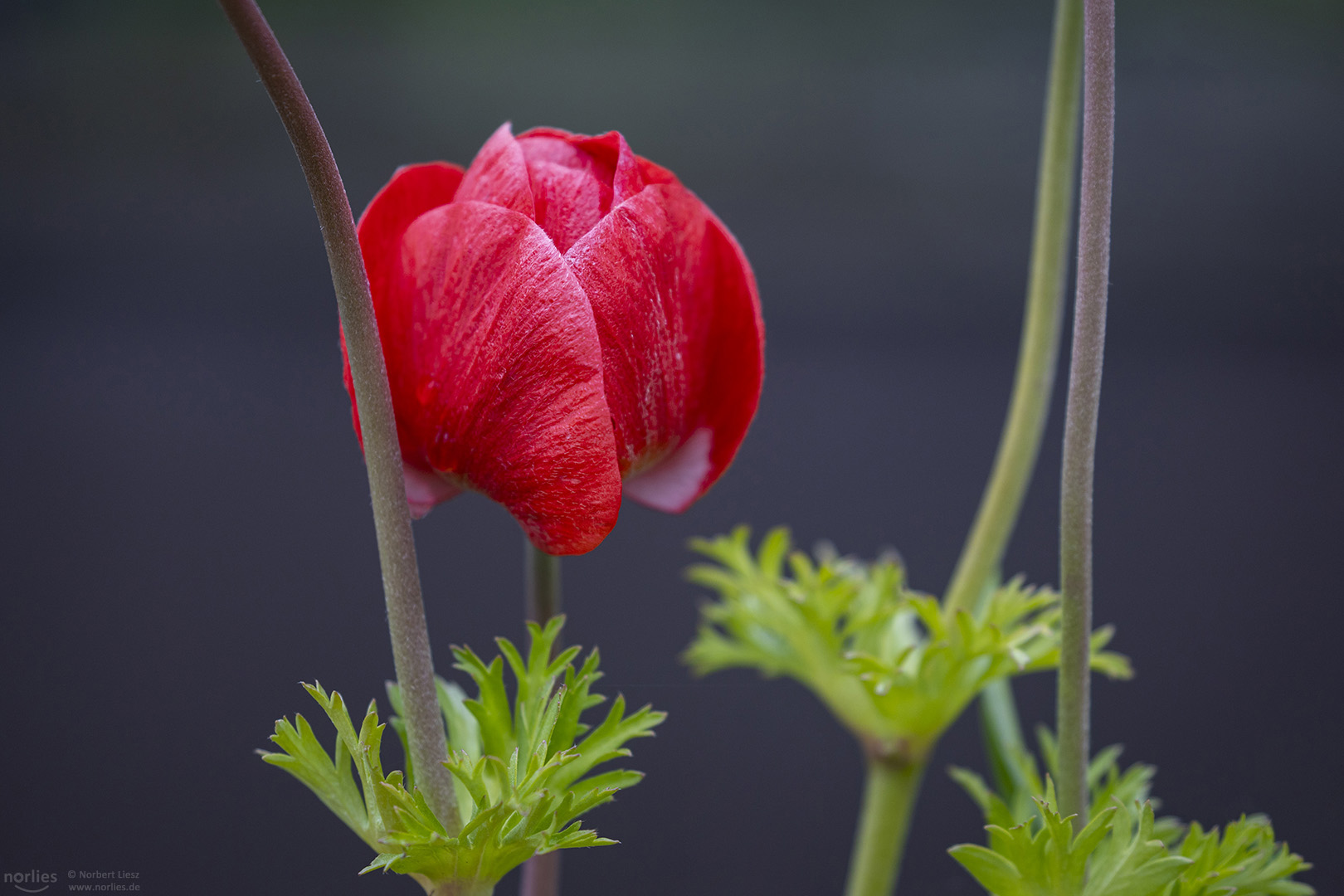 Kronen Anemone