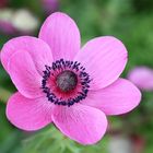 Kronen Anemone