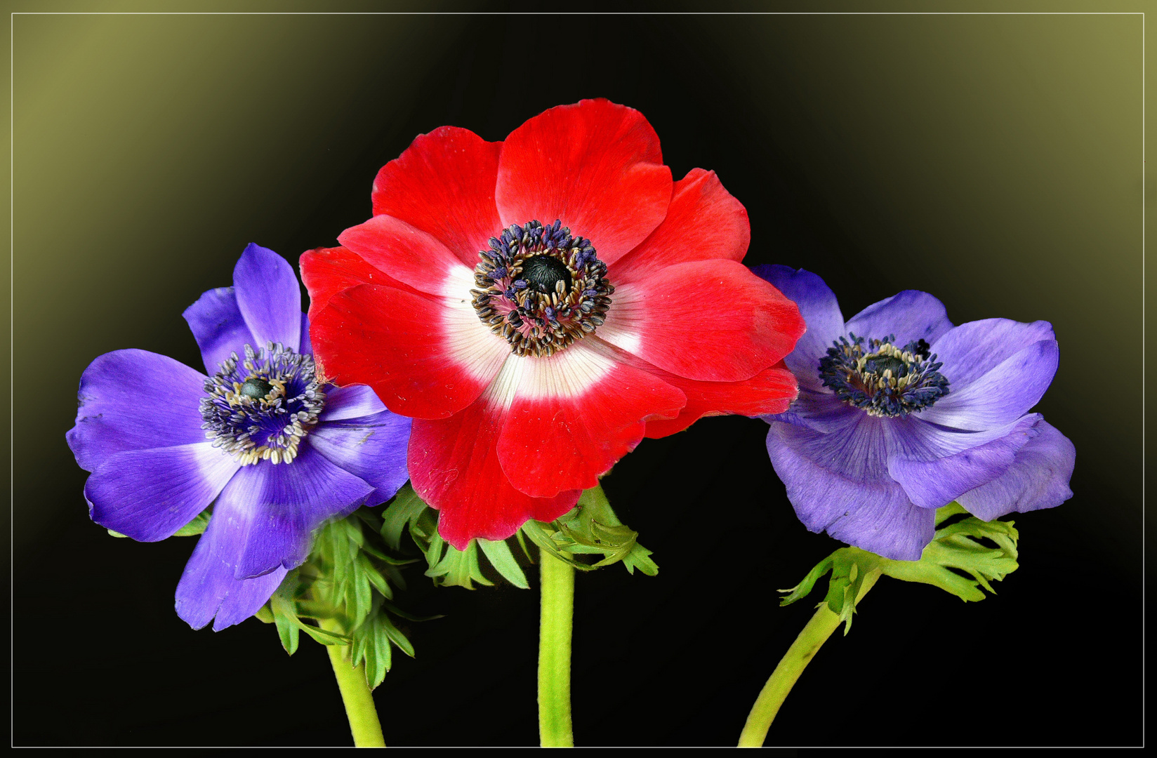 Kronen-Anemone (Anemone coronaria) 