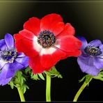 Kronen-Anemone (Anemone coronaria) 