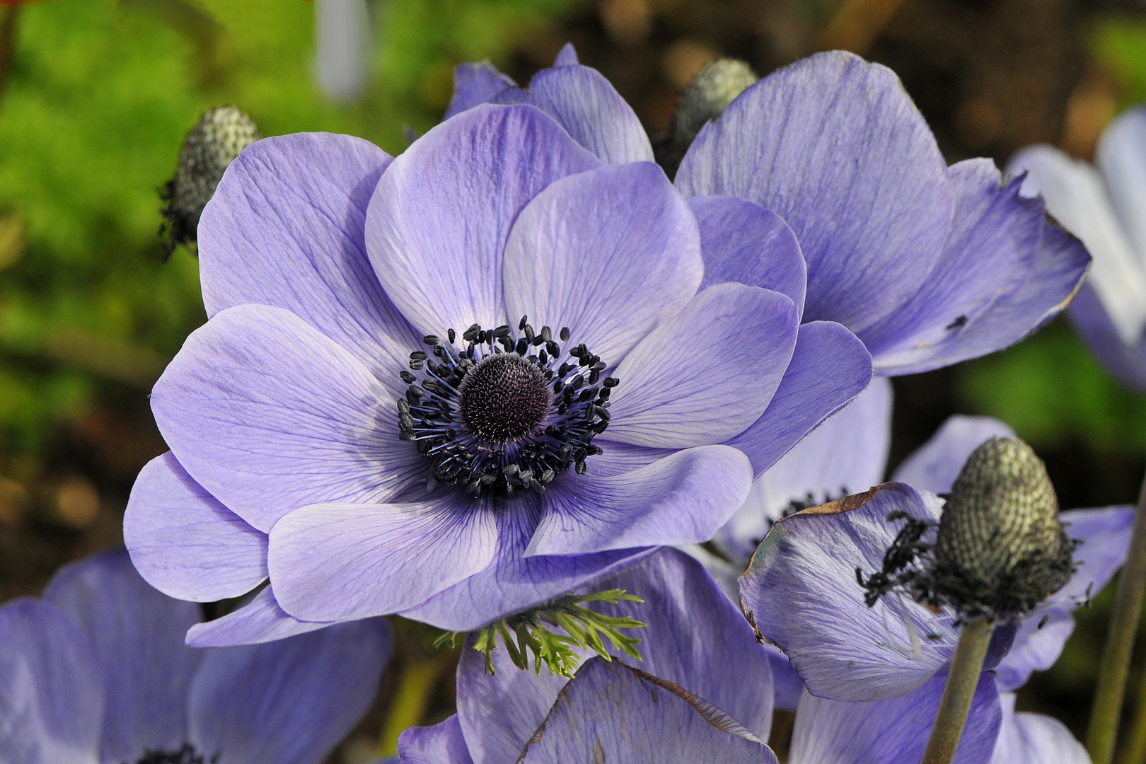 Kronen Anemone (Anemone coronaria)