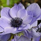 Kronen Anemone (Anemone coronaria)