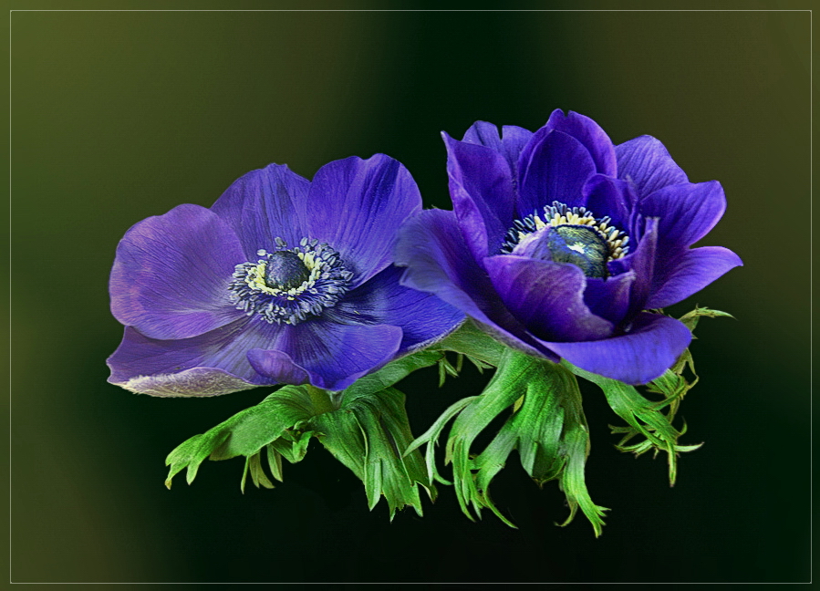 Kronen-Anemone (Anemone coronaria)