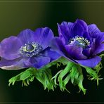 Kronen-Anemone (Anemone coronaria)