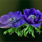 Kronen-Anemone (Anemone coronaria)