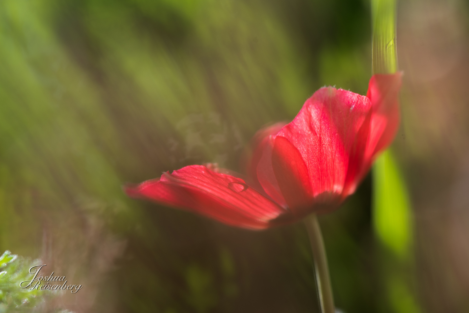 Kronen-Anemone nach einem Regenschauer 2