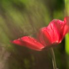 Kronen-Anemone nach einem Regenschauer 2