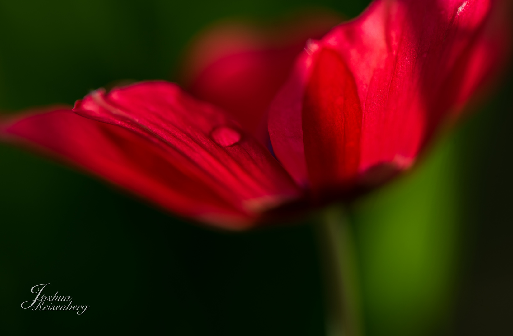 Kronen-Anemone nach einem Regenschauer 3