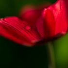 Kronen-Anemone nach einem Regenschauer 3