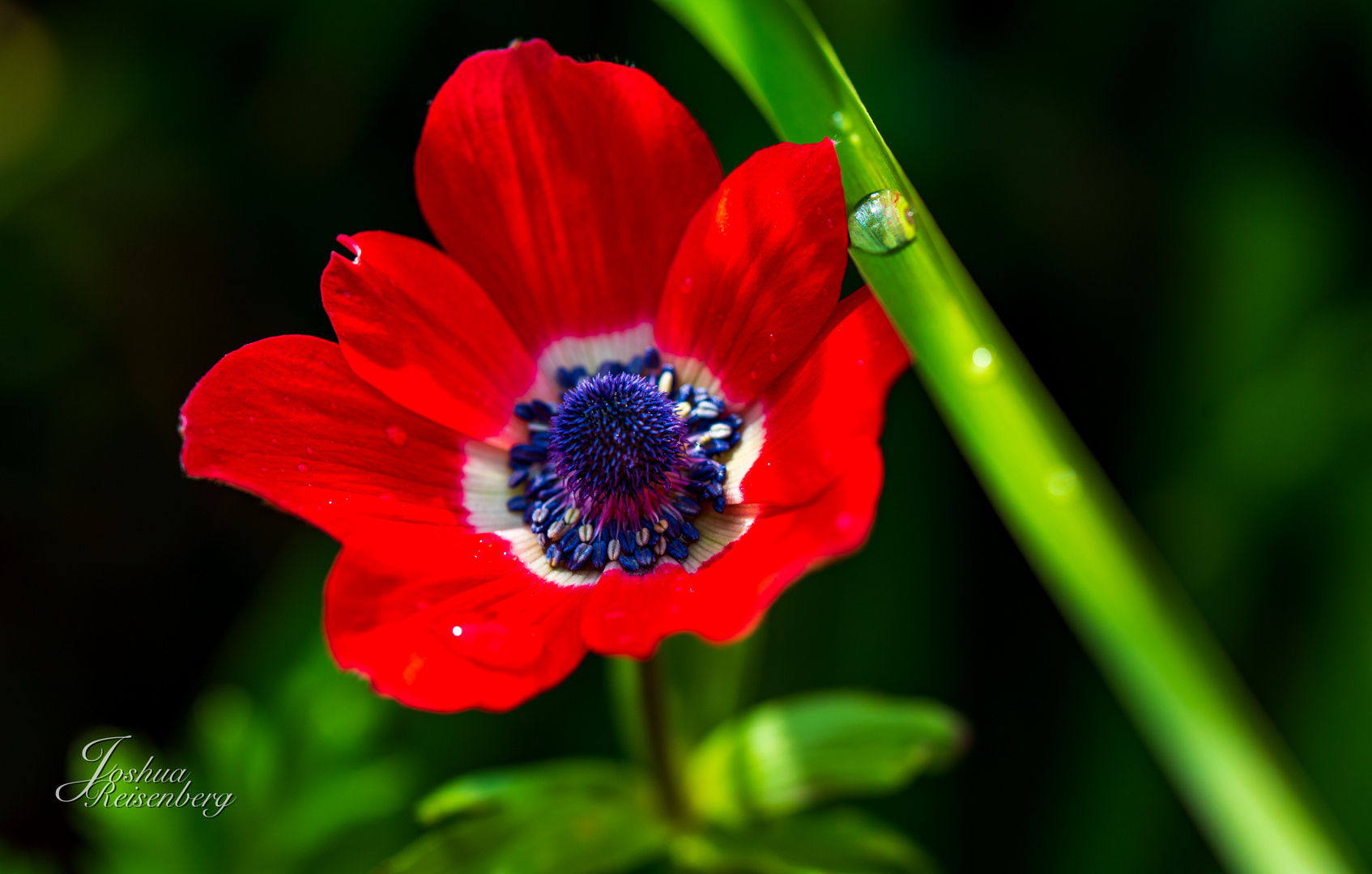 Kronen-Anemone nach einem Regenschauer