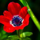 Kronen-Anemone nach einem Regenschauer