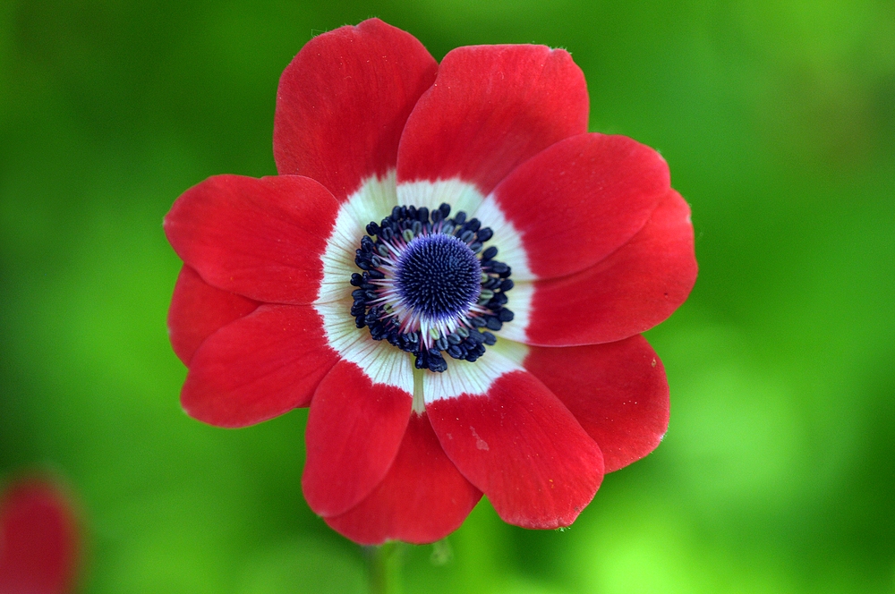 Kronen – Anemone, Schönheit im Frühlingsgarten 01