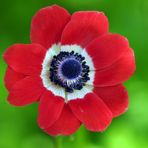 Kronen – Anemone, Schönheit im Frühlingsgarten 01