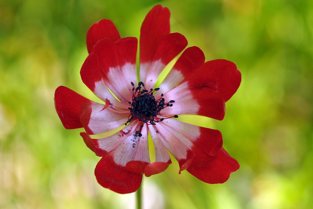 Kronen – Anemone, Schönheit im Frühlingsgarten 02