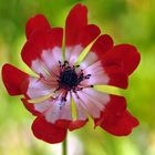 Kronen – Anemone, Schönheit im Frühlingsgarten 02