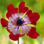 Kronen – Anemone, Schönheit im Frühlingsgarten 02