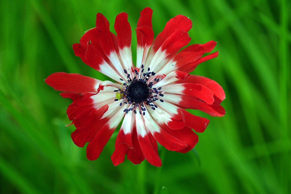 Kronen – Anemone, Schönheit im Frühlingsgarten 03