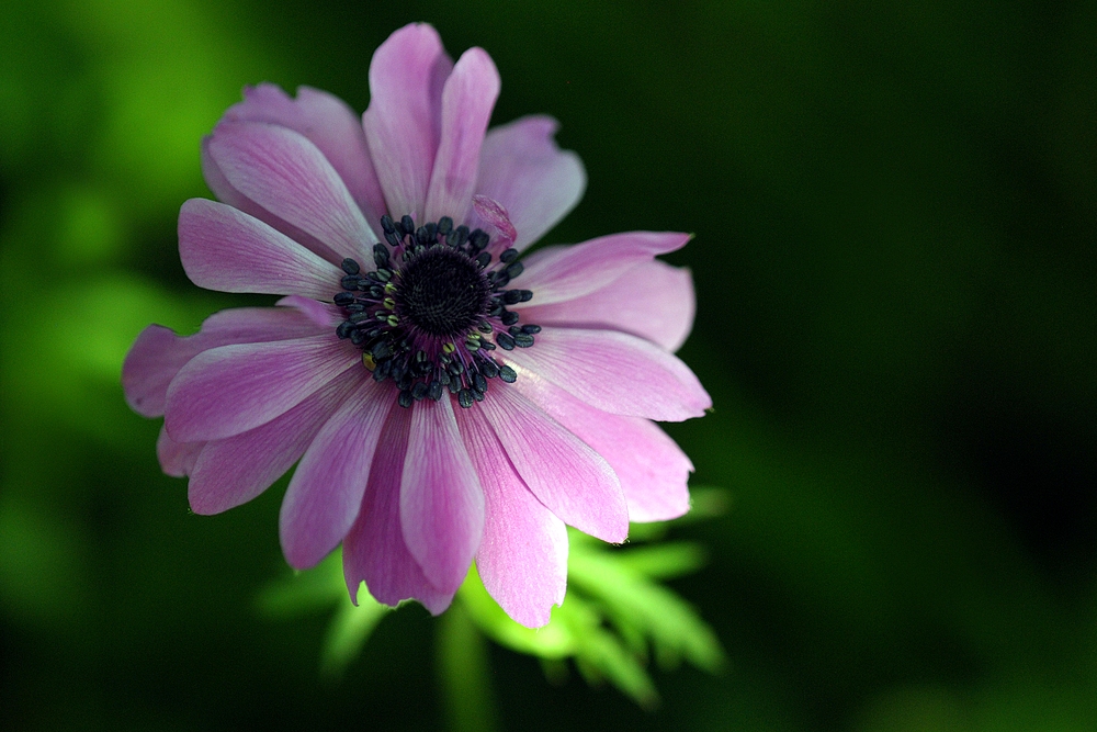 Kronen – Anemone, Schönheit im Frühlingsgarten 04