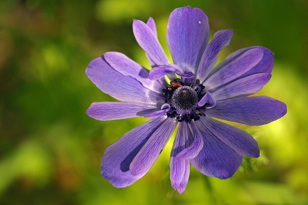 Kronen – Anemone, Schönheit im Frühlingsgarten 05