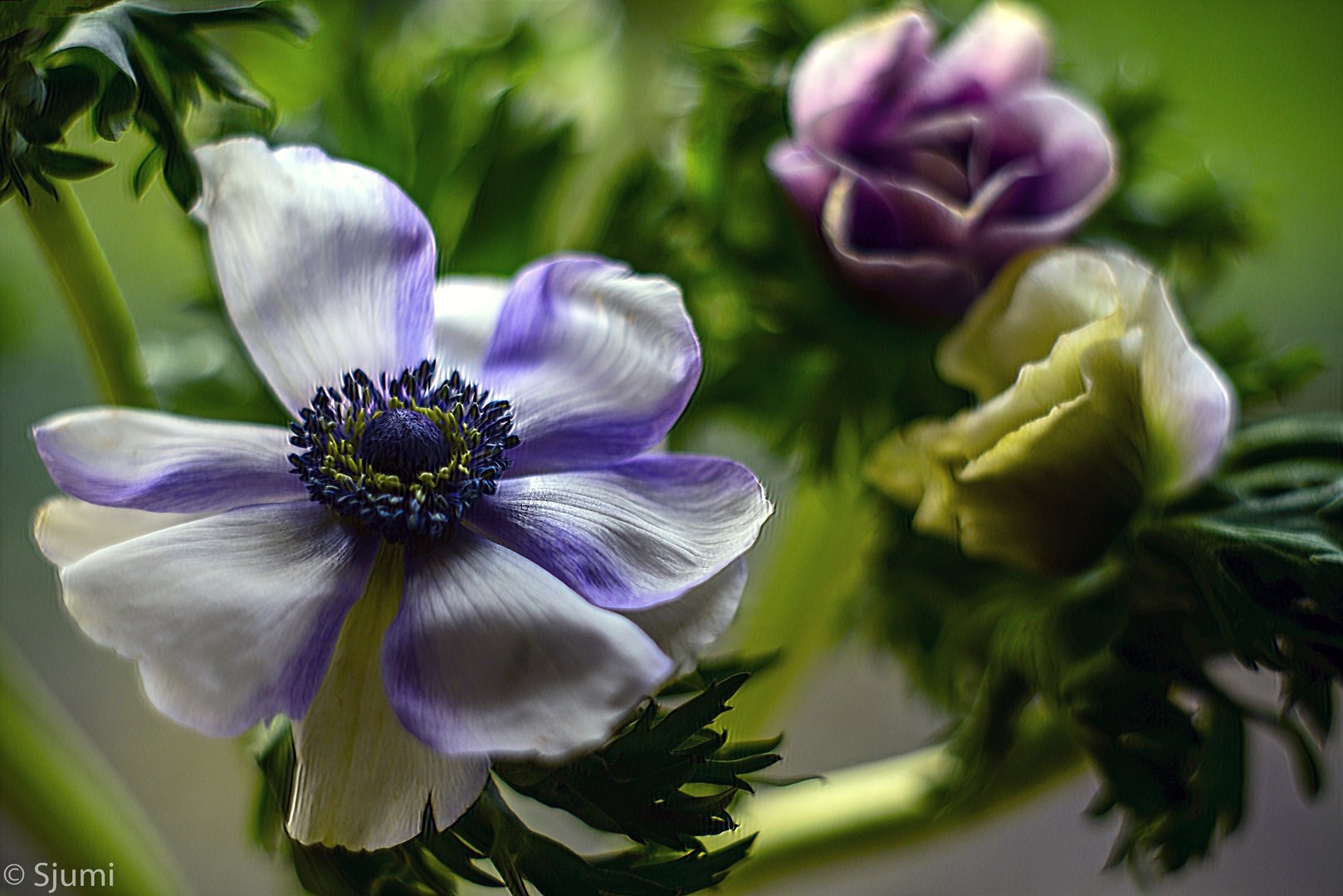 Kronen-Anemonen Blütenzauber