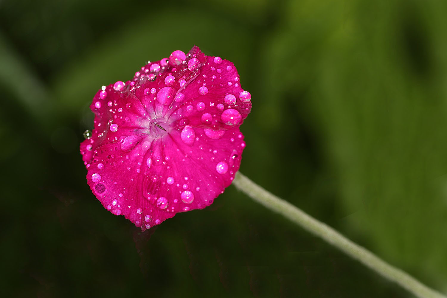 KronenLichtnelke Foto & Bild blumen, blüten, fotos, natur Bilder auf