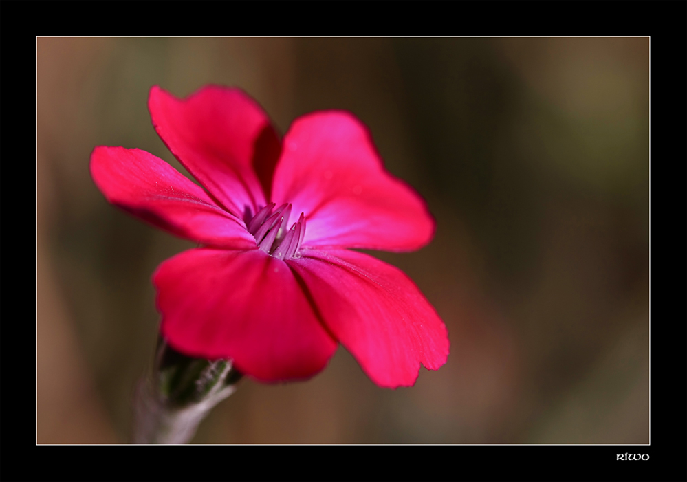 Kronen-Lichtnelke (Lychnis-coronaria).....