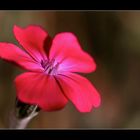 Kronen-Lichtnelke (Lychnis-coronaria).....