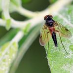 Kronen-Schnepfenfliege (Chrysopilus cristatus)