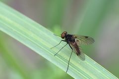 Kronen-Schnepfenfliege (Chrysopilus cristatus) Männchen