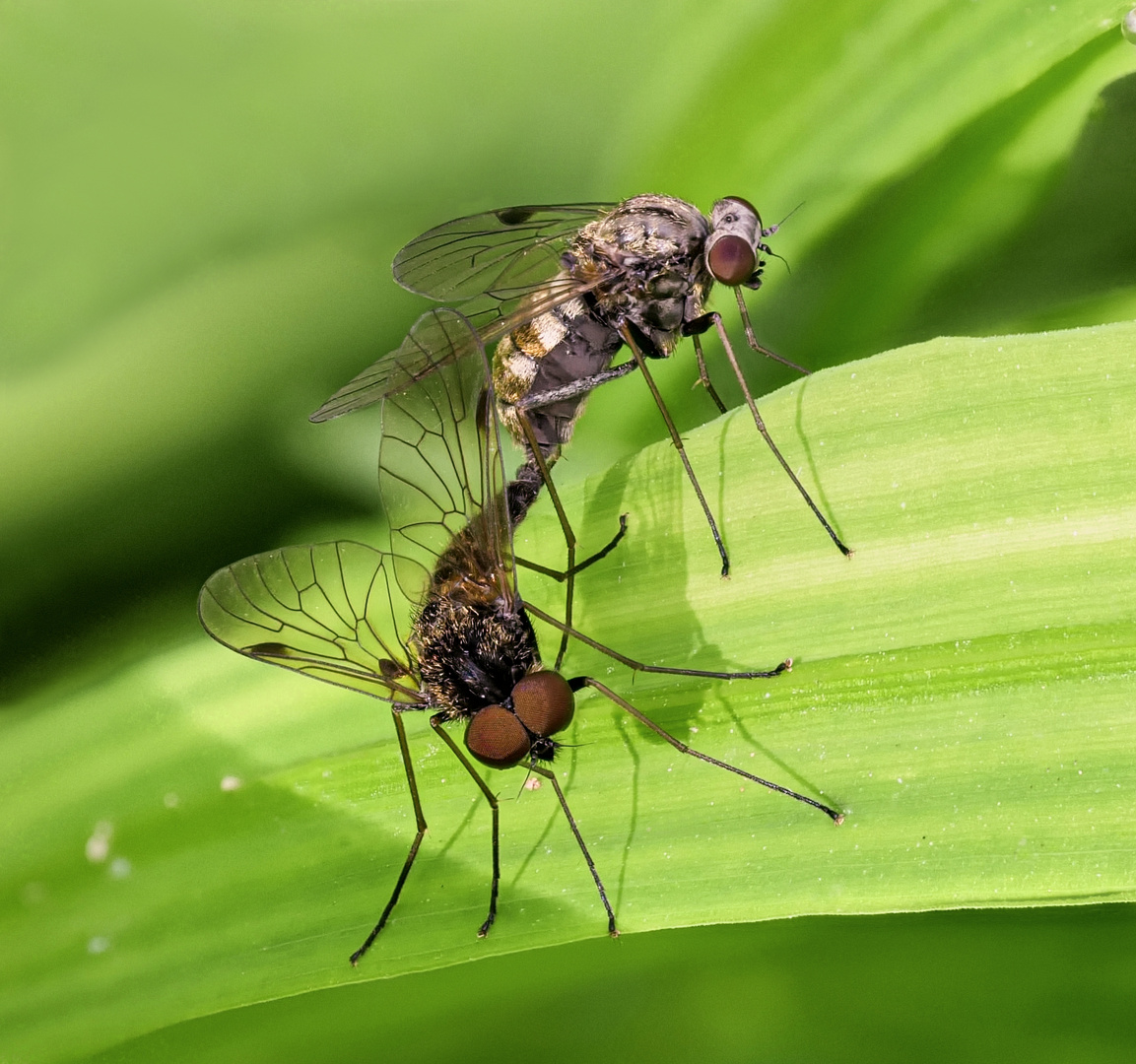 Kronen Schnepfenfliege 