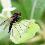 Kronen-Schnepfenfliege,Männchen