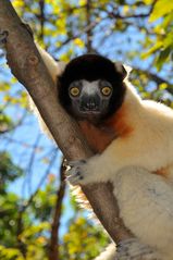 Kronen Sifaka