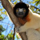 Kronen Sifaka