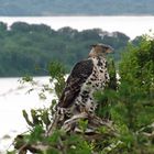 Kronenadler am Nil-Ufer.