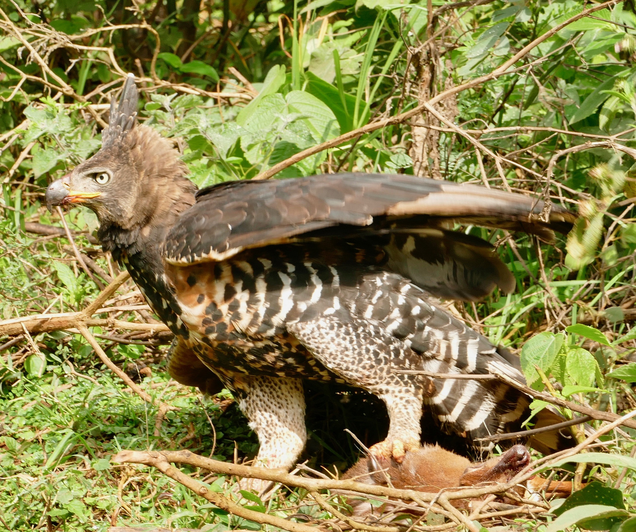 Kronenadler über Dikdik