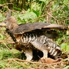 Kronenadler über Dikdik