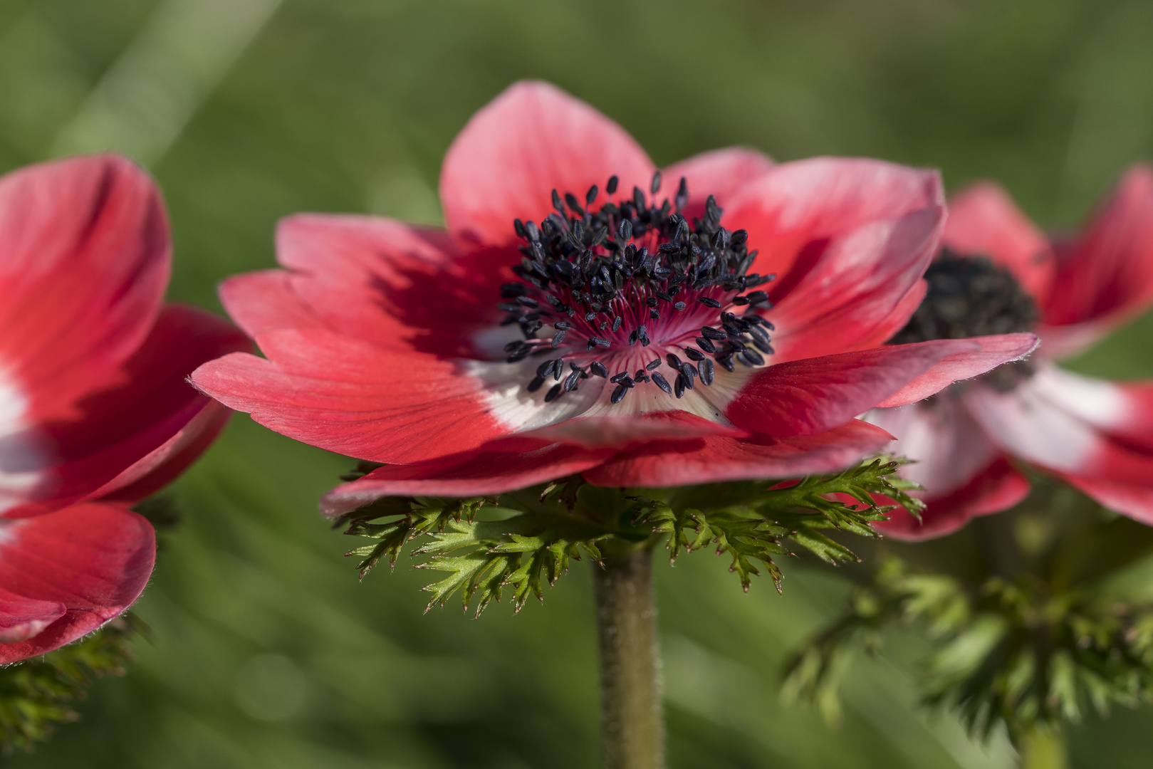 Kronenanemone