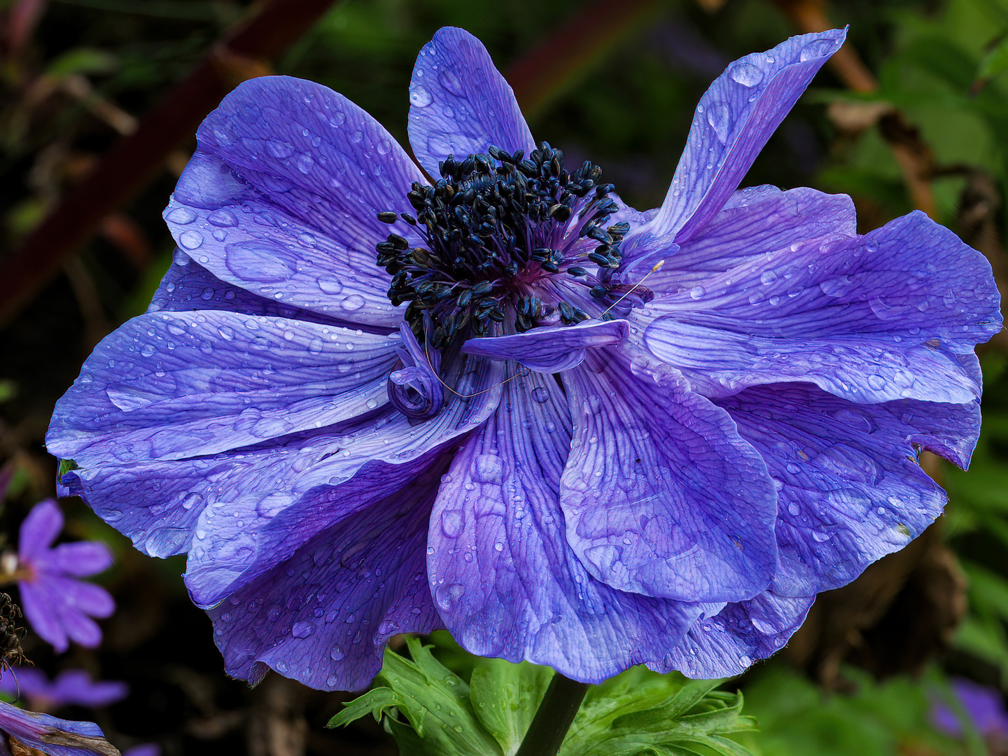 Kronenanemone (Anemone coronaria)