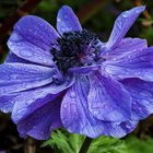 Kronenanemone (Anemone coronaria)