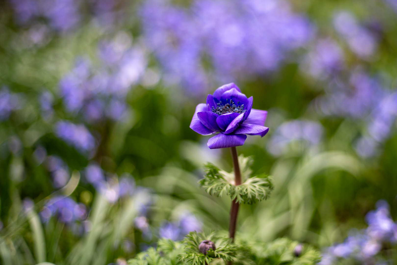 Kronenanemone im Meer von Blausternchen