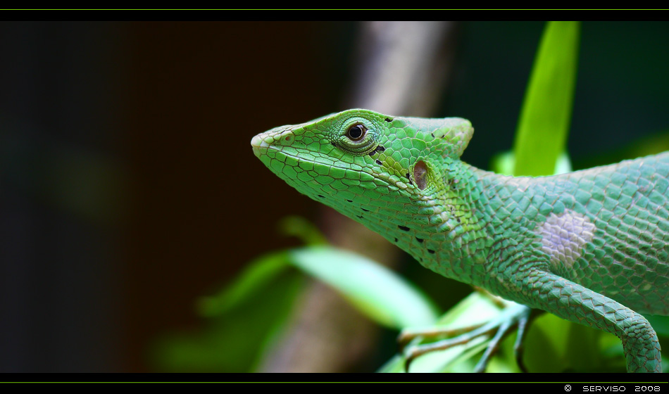 Kronenbasilisk (Laemanctus longipes)