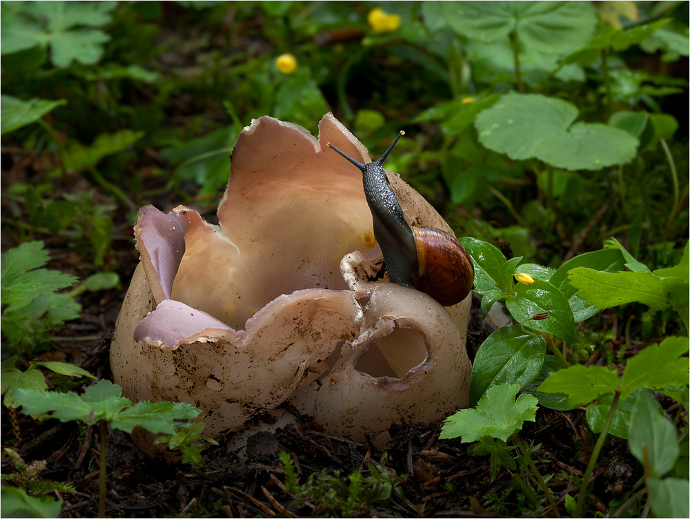 Kronenbecherling (Sarcosphaera coronaria)