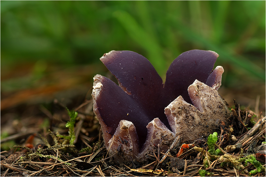 Kronenbecherling (Sarcosphaera coronaria)