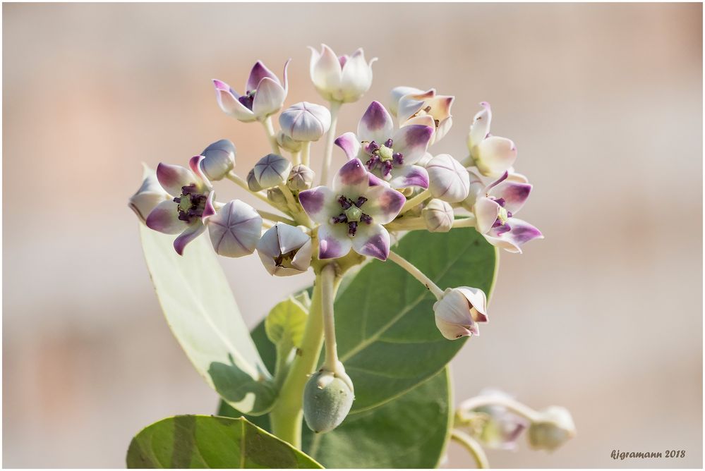 kronenblume (calotropis gigantea) ......