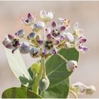 kronenblume (calotropis gigantea) ......