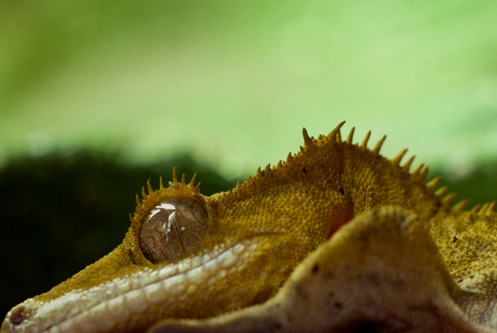 Kronengecko - eine wiederentdeckte Gecko-Art